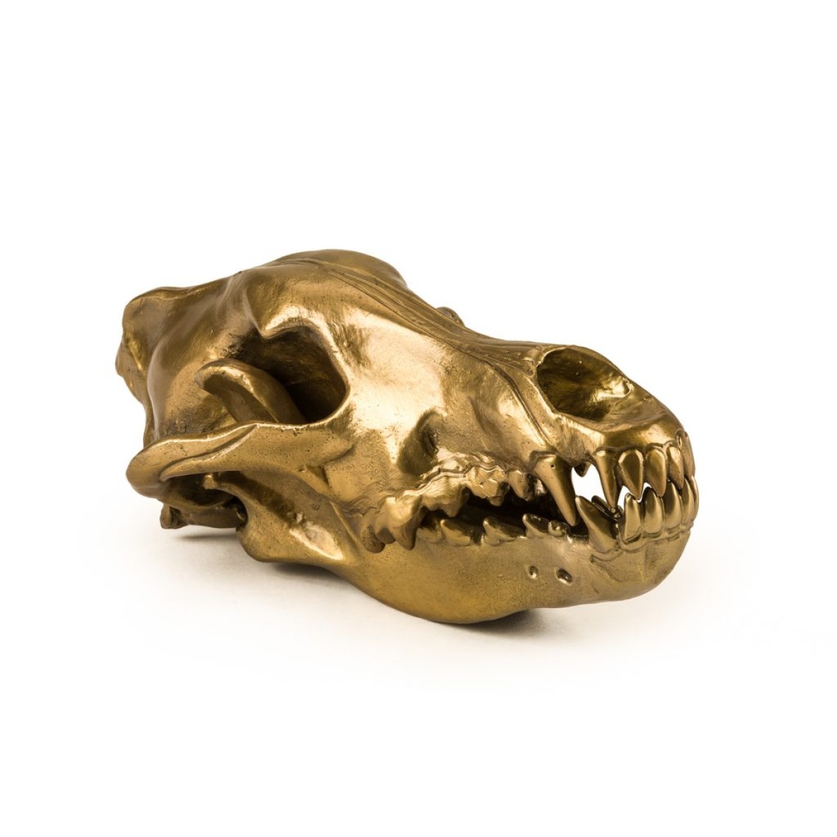 Статуэтка Seletti Wunderkammer Wunderkrammer Wolf Skull