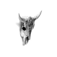 Статуэтка Seletti Wunderkammer Bison Skull