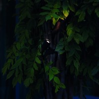 Светильник уличный Ideal Lux Koala AP 7В D24V Черный LED 3000К 345666